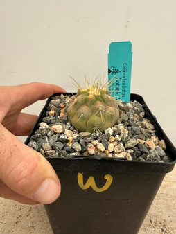 Copiapoa haseltoniana 5" Pot W - Seedgrown from Poot's stock plants!