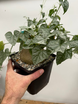 Gerrardanthus lobatus 6" Pot Specimen - Super rare species with silvery leaves and fat caudex!