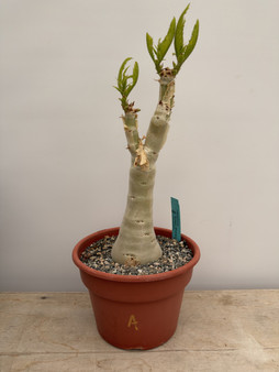 Cyphostemma juttae 8” Pot B 