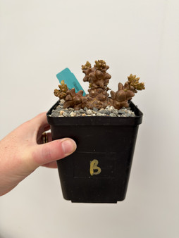Othonna herrerei 5” Pot B - Summer Dormant