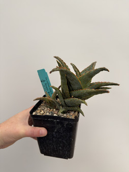 Aloe castilloniae hybrid OP 5” Pot B 