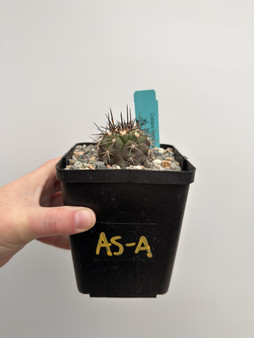 Copiapoa streptocaulon 5” Pot AS-A