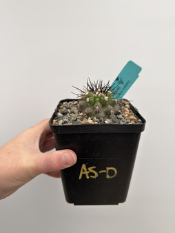 Copiapoa streptocaulon 5” Pot AS-D