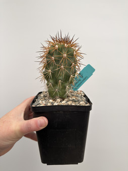 Copiapoa pendulina KK1392 5” Pot - from Mesa Garden Seed