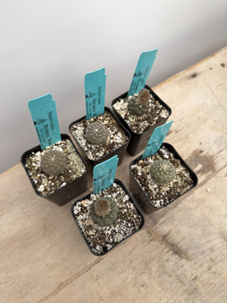 Eriosyce napina 2” Pots 