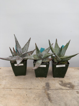 Aloe meyeri 3.5” Pots