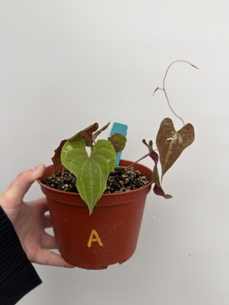 Dioscorea discolor 6” Pot A