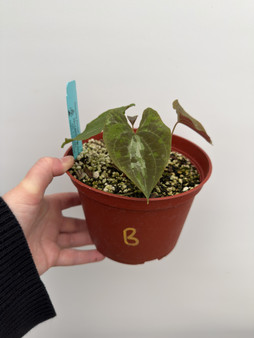 Dioscorea discolor 6” Pot B