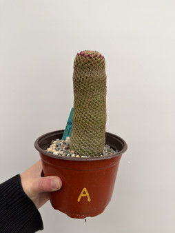 Mammillaria matudae 6” Pot A