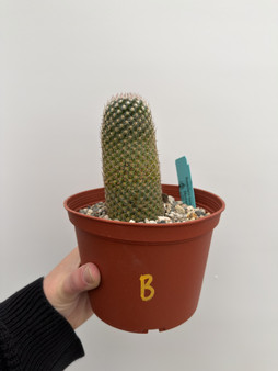 Mammillaria matudae 6” Pot B