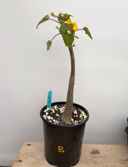 Uncarina grandideri 1 Gallon Pot B