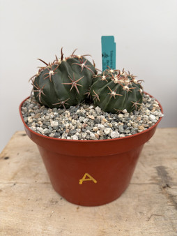 Echinocactus texensis 8” Pot A
