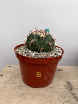 Echinocactus texensis 8” Pot B
