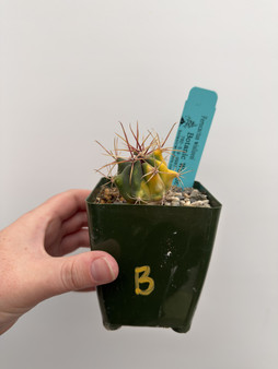 Ferocactus wislizeni variegata 3.5” pot B