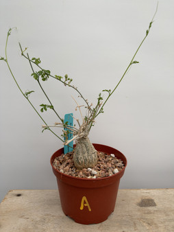 Momordica rostrata 6” Pot A