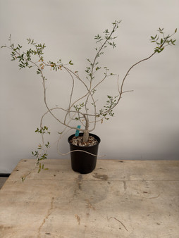 Commiphora humbertii 1 gallon pot