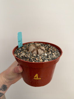 Dioscorea elephantipes 6” Pot 1