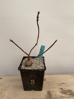 Petopentia natalensis 6” Pot B