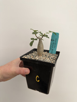Bursera fagaroides 5” Pot C