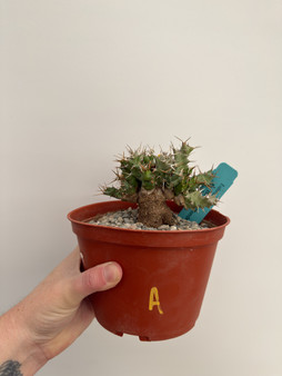 Euphorbia species 6” Pot A