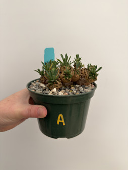 Euphorbia ‘Japonica’ 5” Pot A