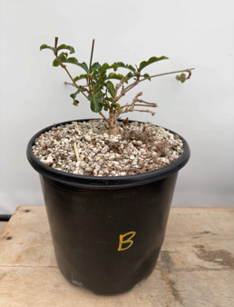 Raphionacme flanaganii 2 Gallon Pot B