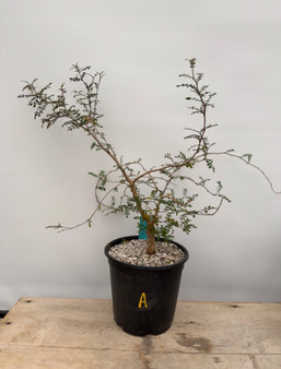 Operculicarya decaryi 1 Gallon Pot A