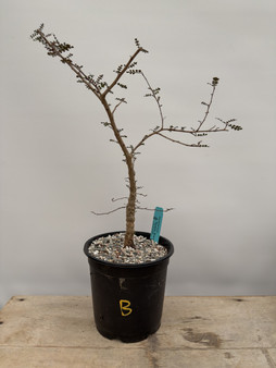 Operculicarya decaryi 1 Gallon Pot B