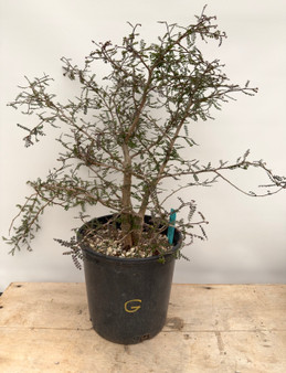 LOCAL PICKUP ONLY - Operculicarya decaryi 3 Gallon Pot G