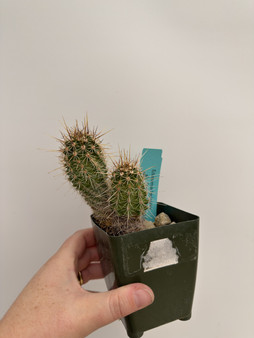 Echinocereus fasciculatus 3.5” Pot