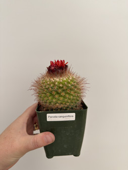 Parodia sanguiniflora 3.5” Pot 
