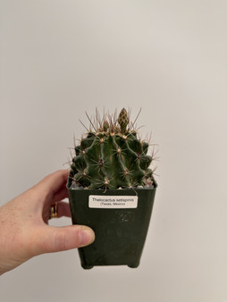 Thelocactus setispinus 3.5” Pot  A