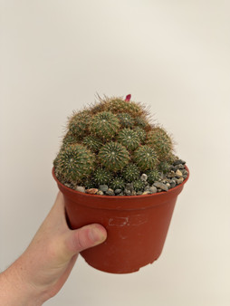 Rebutia vulpina 6” Pot 