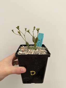 Euphorbia globosa 5” Pot D