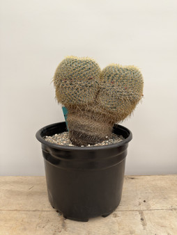 Mammillaria celsianus 3 gallon pot