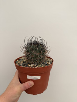Echinopsis melanoptamica 6" Pot