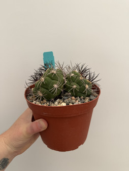 Gymnocalycium saglione 6" Pot
