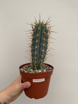 Browningia hertlingiana 6" Pot
