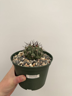 Gymnocalycium schickendantzii 6" Pot