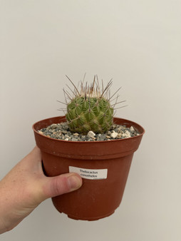 Thelocactus conothelos 6" Pot