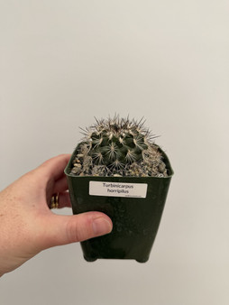 Turbinicarpus horripilus 3.5" Pot
