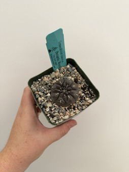 Gymnocalycium dubniorum 3.5" Pot