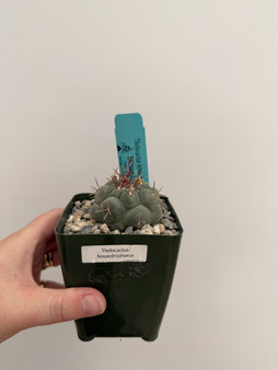 Thelocactus hexaedrophorus 3.5" Pot