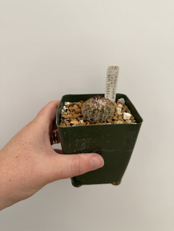 Turbinicarpus saurii SSR ysabelae 3.5" Pot