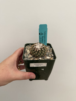 Turbinicarpus ysabelae 3.5" Pot