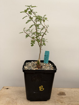 Pachycormus discolor 6" Pot B