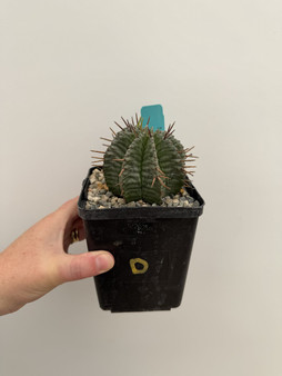 Euphorbia horrida v. horrida 5" Pot D