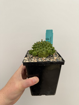 Euphorbia suzannae 5" Pot