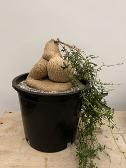 Kedrostis africana 3 Gallon Pot