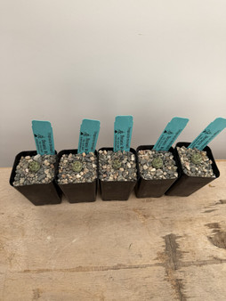 Ortegocactus macdougalii 2" Pots